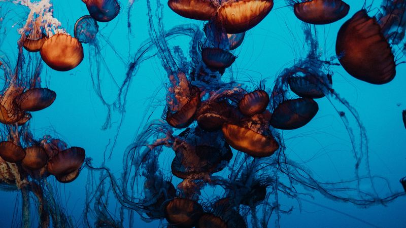 jellyfish, underwater world, tentacles, water, swimming, 4k