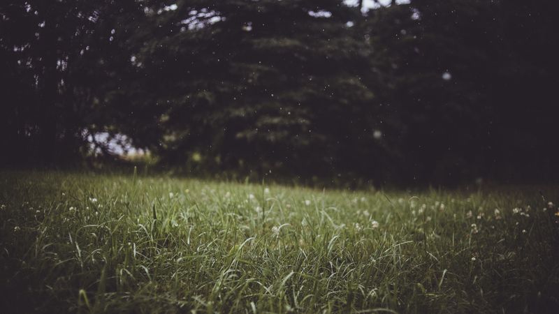 grass, trees, blur, glade, 4k