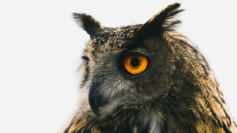 eagle owl, owl, predator, bird, beak, eyes, 4k