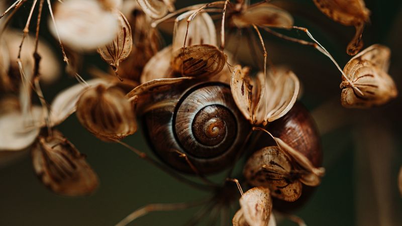 snail, leaves, dry, autumn, 4k