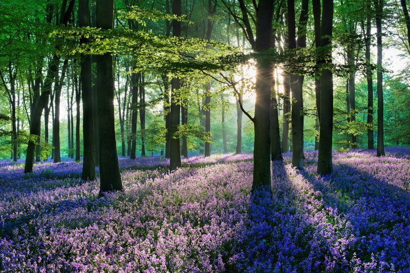 nature, forest, trees, flowers, colorful, sunlight