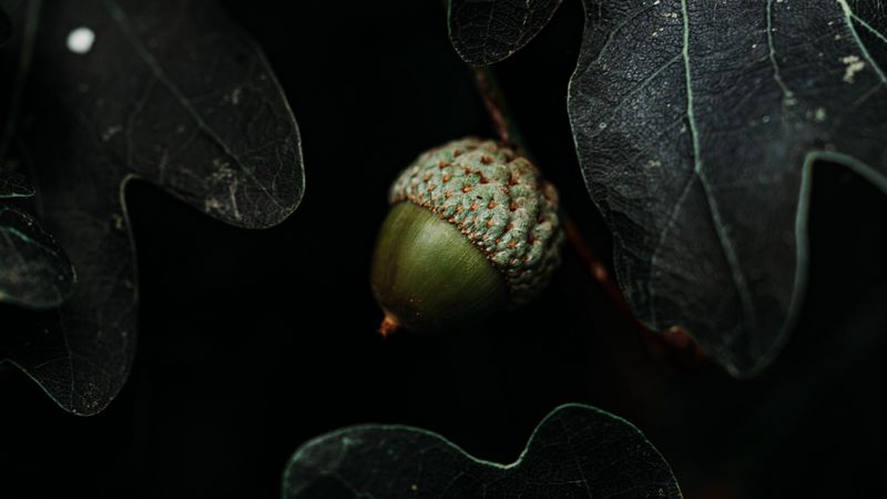 acorn, leaves, dark, macro, 4k