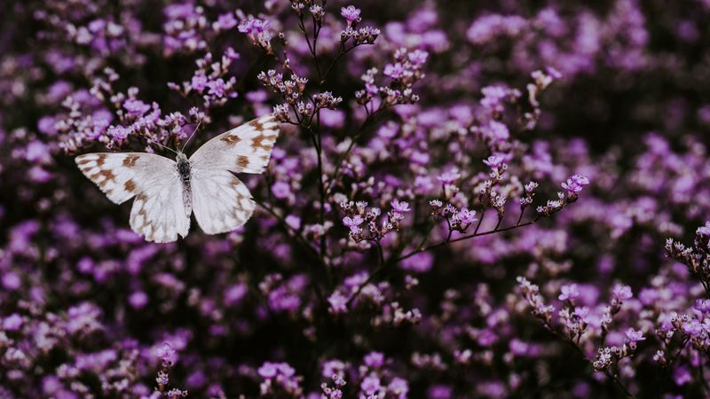 butterfly, flowers, lilac, insect, wings, 4k