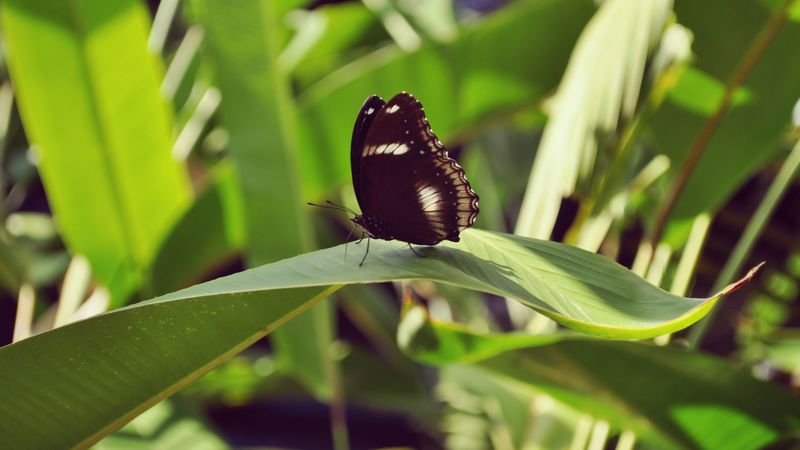 butterfly, leaf, insect, macro, closeup, 4k