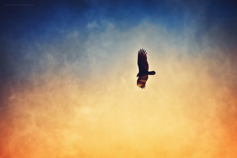 animals, birds, blue, flying, orange