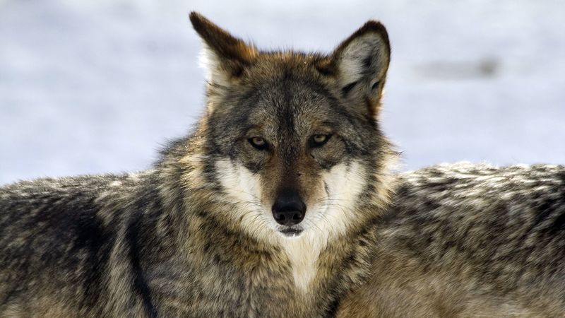 wolf, glance, predator, beast, wildlife, 4k