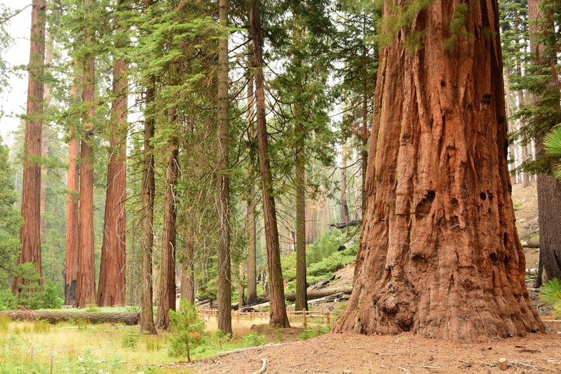 nature, forest, landscape