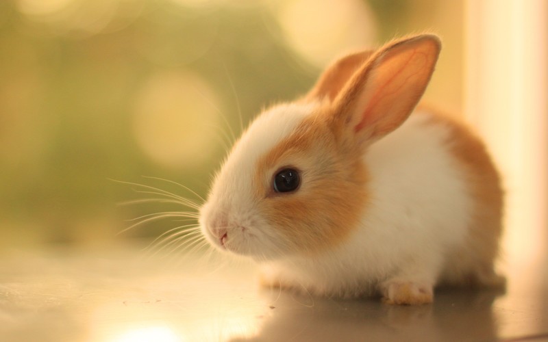 rabbits, nature, animals, mammals