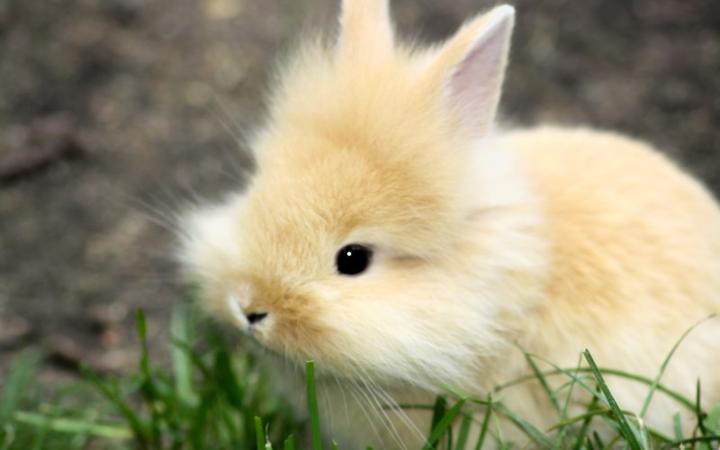 rabbits, nature, animals, mammals