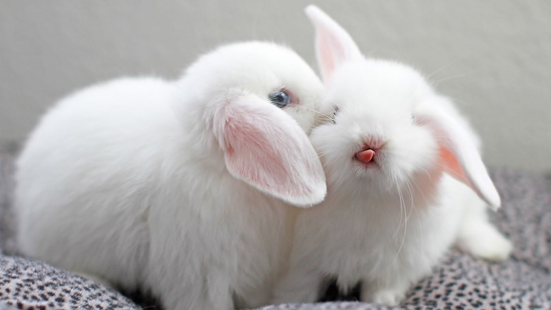 rabbits, nature, animals, mammals