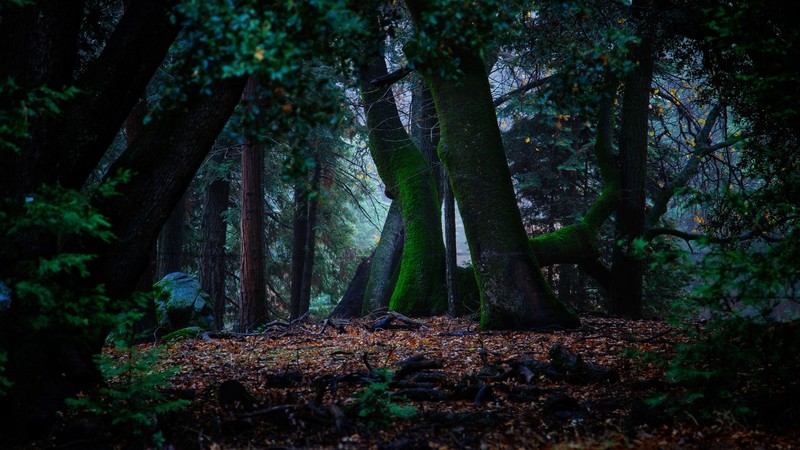 trees, moss, foliage, forest, green, leaves