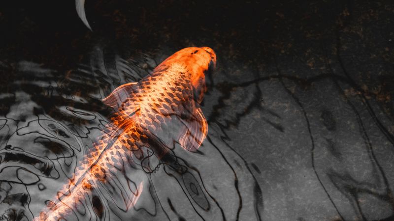 koi, carp, fish, water, closeup, 4k