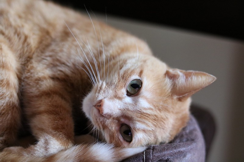 cats, animals, green eyes, cat eyes, whiskers