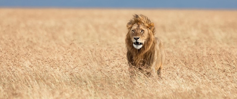 animals, wildlife, lion, ultrawide, ultra-wide