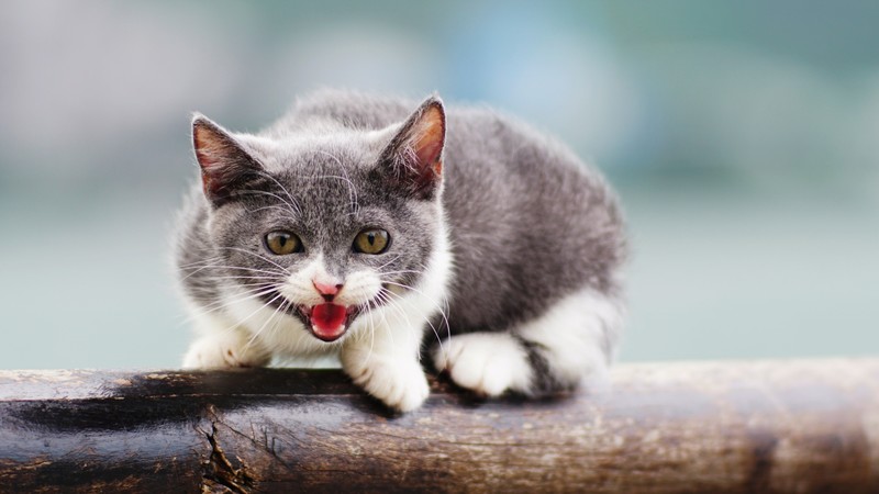 cats, animals, feline, outdoors