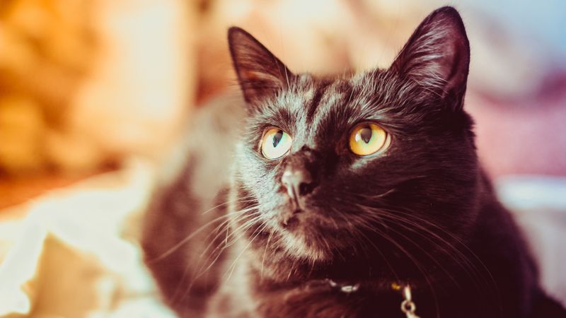 cat, black, glance, muzzle, pet, 4k