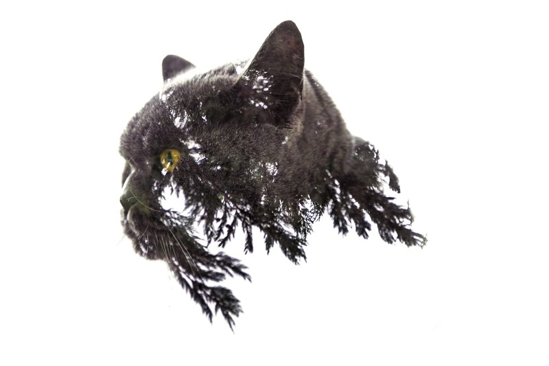 cats, double exposure, fir-tree