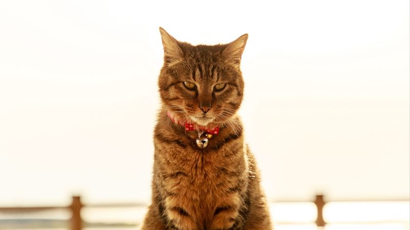cat, collar, bells, glance, pet, 4k