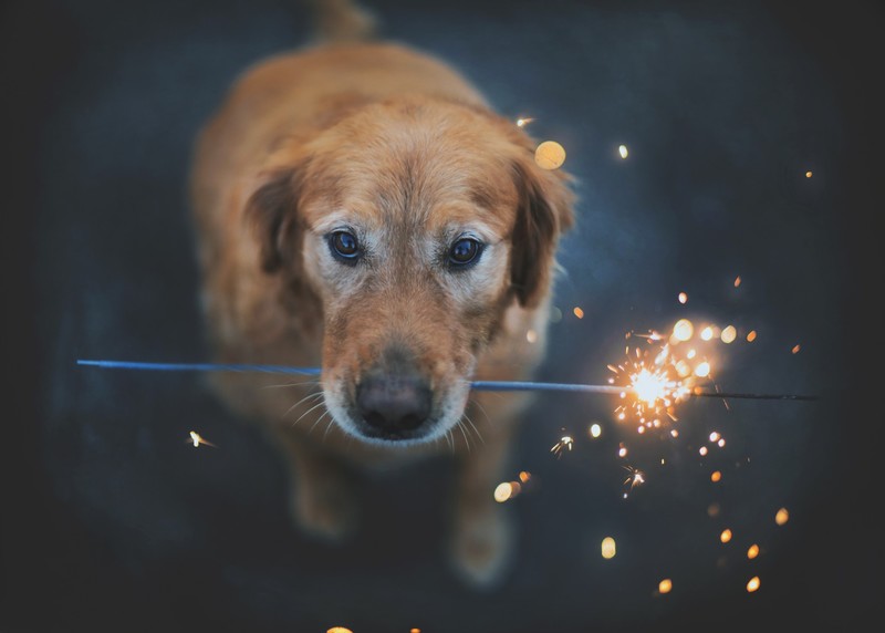 dog, animals, fire