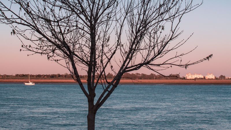 tree, river, moon, coast, landscape, 4k