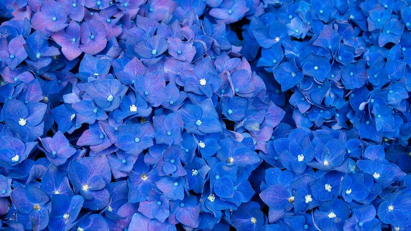 hydrangea, inflorescences, blue, flowers, 4k