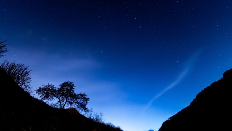 trees, slope, starry sky, night, dark, 4k