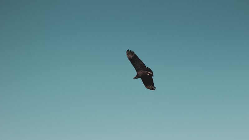 vulture, bird, sky, fly, soar, 4k