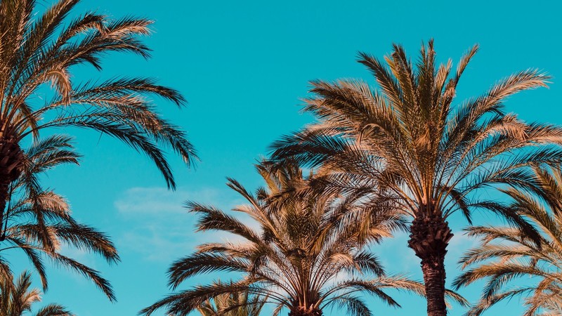 palm trees, turquoise, Italy, sky
