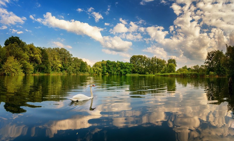 water, birds, blue, sky, nature, lake, swan