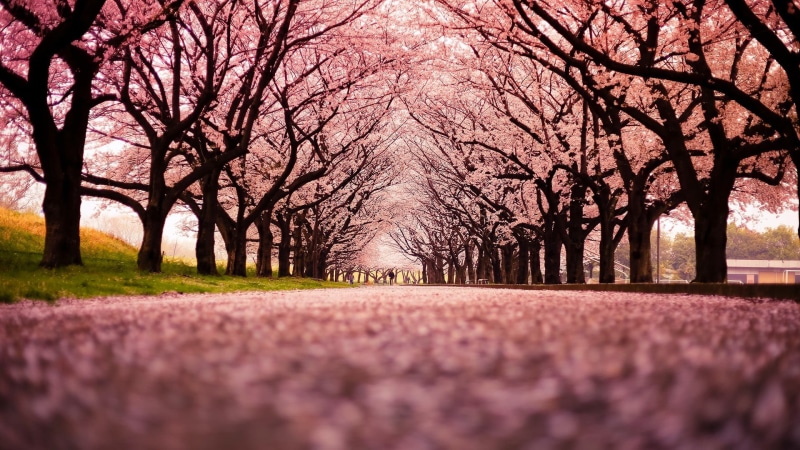 the way forward, no people, cherry, sky, tranquil scene, path, autumn, springtime, 1080P, blossom, nature, trees, change, beauty in nature, bare tree