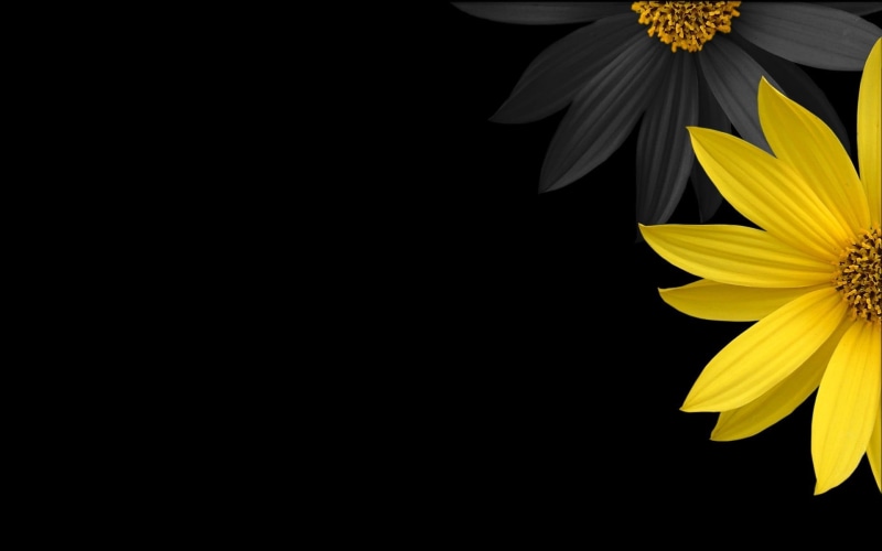 flower, simple background, plants, inflorescence, growth, petal, no people, yellow, background, vulnerability, black background, minimalism, 1080P, flowers