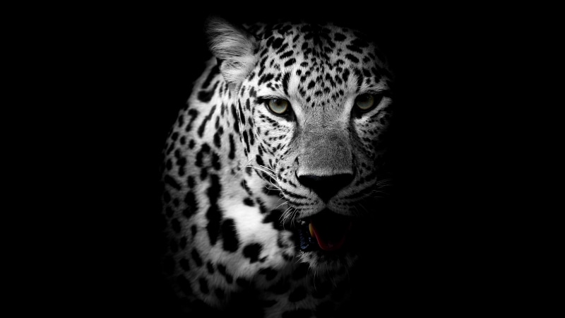 4K, whiskers, head, dark, black and white, wild, leopard, monochrome, big cats, animal, wildlife, monochrome photography, black, photography