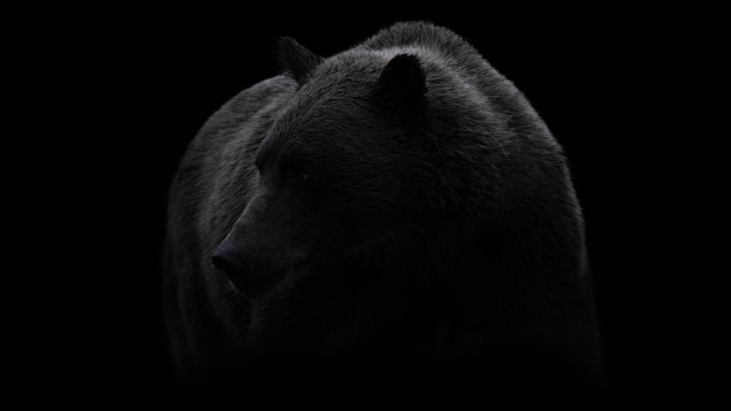 brown bear, wildlife, photography, terrestrial animal, 4K, black and white, bear, darkness, black, monochrome, fur