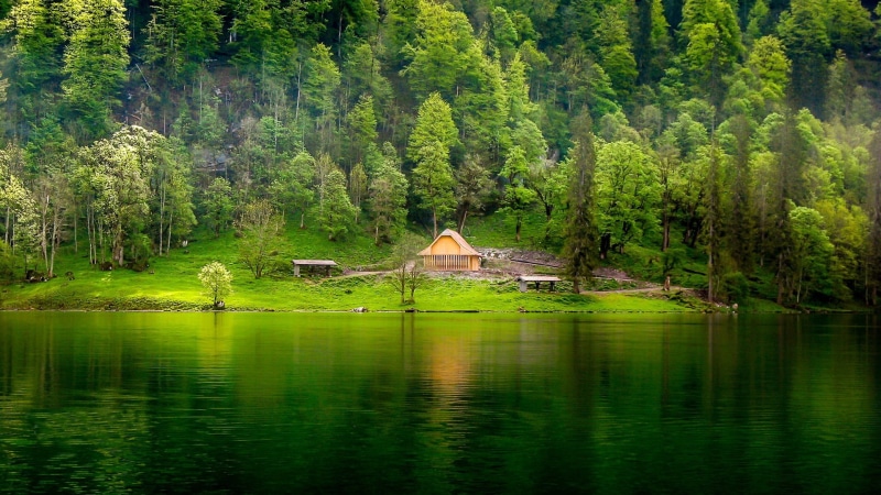 plant, waterfront, tranquil scene, tranquility, water, 1080P, scenics - nature, beauty in nature, cabin, swamp, trees, leafed, tree, landscape, forest