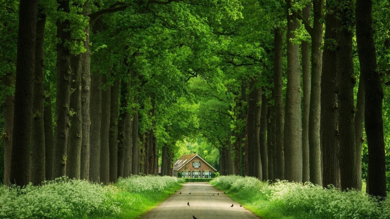 wood - Material, growth, built structure, travel, leaves, foliage, street, house, season, birds, landscape, forest, woodland, trees, green Color, outdoors