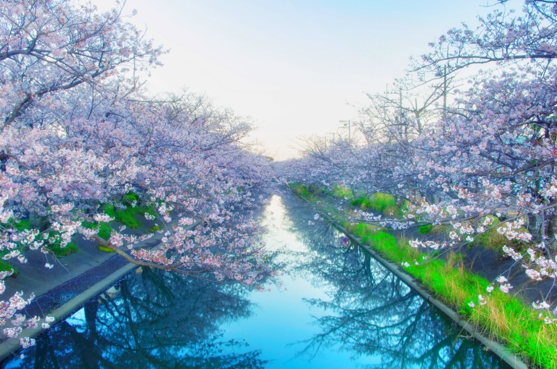shizuoka prefecture, flower Head, freshness, cherry, tree, japan, wood, 5K, light, flower, petal, tranquility, springtime, memories, spring flowers, in full bloom