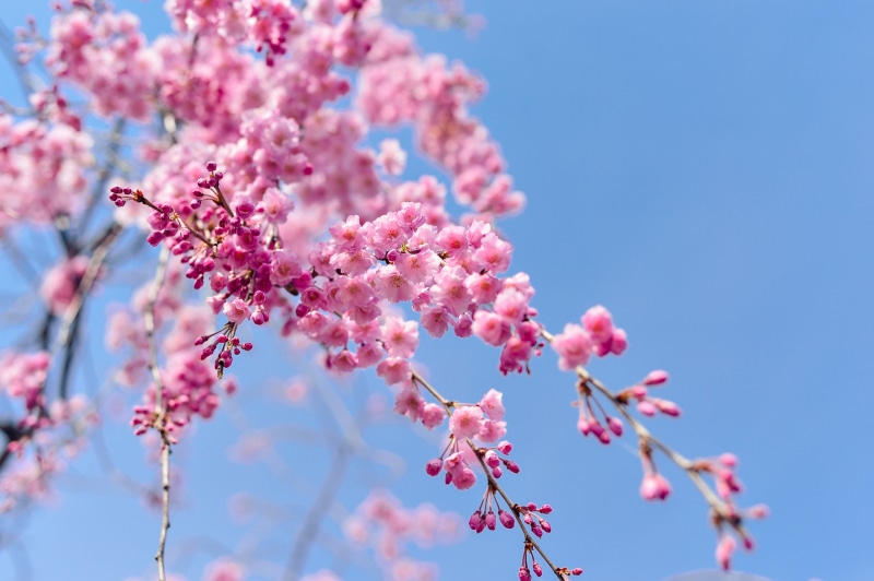 4K, low angle view, japan, blossom, natural, spring, flowering plant, blue sky, tree, petal, no people, cherry blossom, beauty in nature, cherry, sky