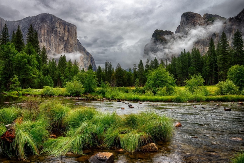 overcast, clouds, coniferous tree, forest, no people, reflection, growth, landscape, tree, green color, cloud - sky, trees, 1080P, grass, power in nature