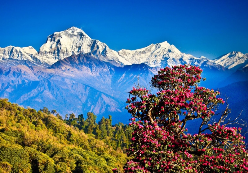 hills, Nepal, 2K, nature, clear sky, mountains, trees, Himalayas, landscape