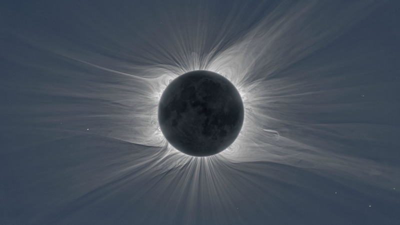 no people, white color, space, back lit, animals in the wild, close-up, animal wildlife, one animal, sky, sunlight, eclipse, solar eclipse, marine, full frame