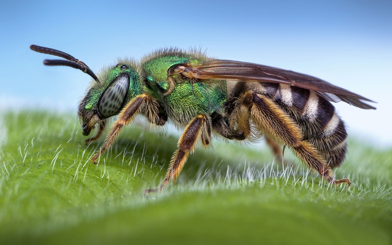 day, selective focus, tablet, arthropod, animal wing, close-up, animal eye, pc, 4K, hd, macro, bee, photography, green color, nature, beauty in nature