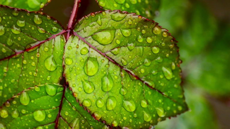 day, wet, natural pattern, nature, phones, pc, k, raindrop, growth, plant part, no people, leaves, ultra, leaf, focus on foreground, beauty in nature