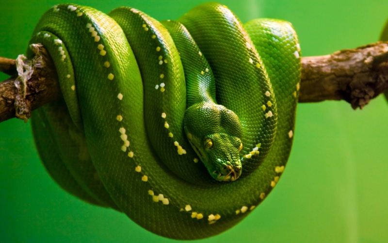 close-up, branch, curled up, day, poisonous, animal, snake, vertebrate, outdoors, tree, reptile, animals in the wild, animal themes, plant, pc