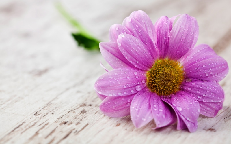 flowering plant, plant, vulnerability, 4K, flower, no people, drops, purity, pollen, pink, petal, beauty in nature, outdoors, mobile, freshness, tablets
