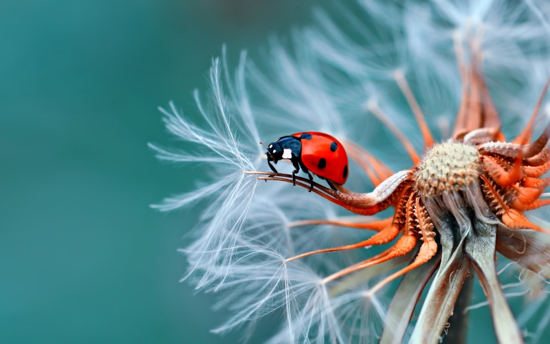 outdoors, focus on foreground, vulnerability, day, phones, desktop, animal, animals in the wild, beetle, one animal, ultra, flowering plant, no people
