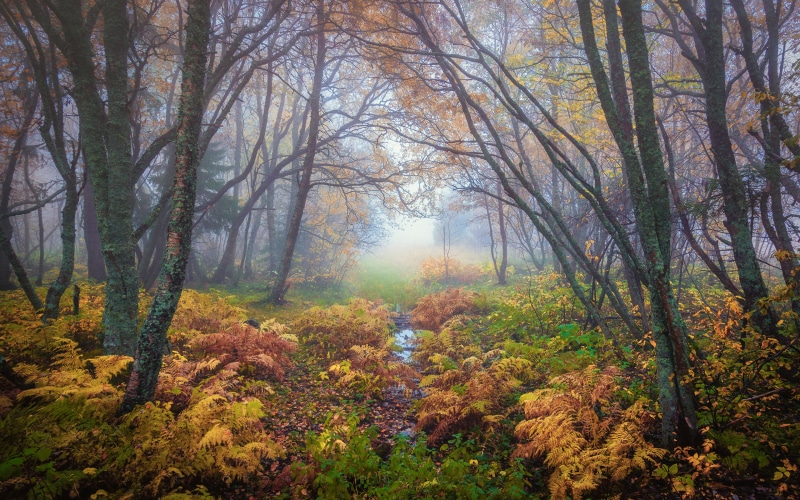 nature, norway, 4K, phones, colors, tablet, desktop, ultra, k, magical, mobile, trondheim, landscape, forest, laptop, autumn, computers, hd