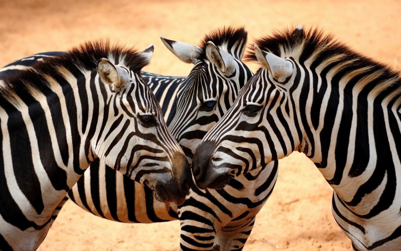 field, african, group of animals, 4K, vertebrate, zebra, striped, animal markings, animal head, pc, focus on foreground, nature, mobile, hd, herd, zebras