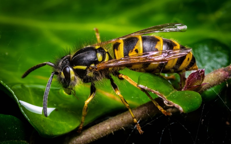 yellow, focus on foreground, animal eye, one animal, black, invertebrate, pollination, pc, animal body part, animals in the wild, nature, wasp, outdoors