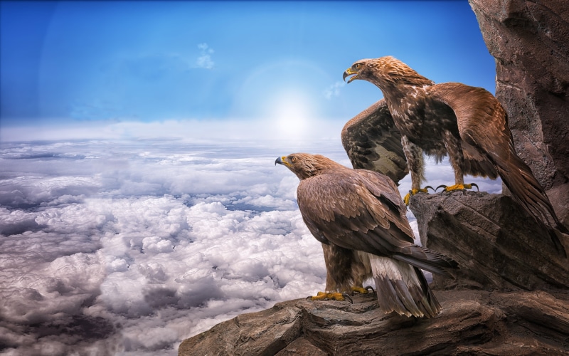 group of animals, eagles, birds, bird of prey, no people, beauty in nature, desktop, 4K, phones, animals in the wild, eagle, bird, heights