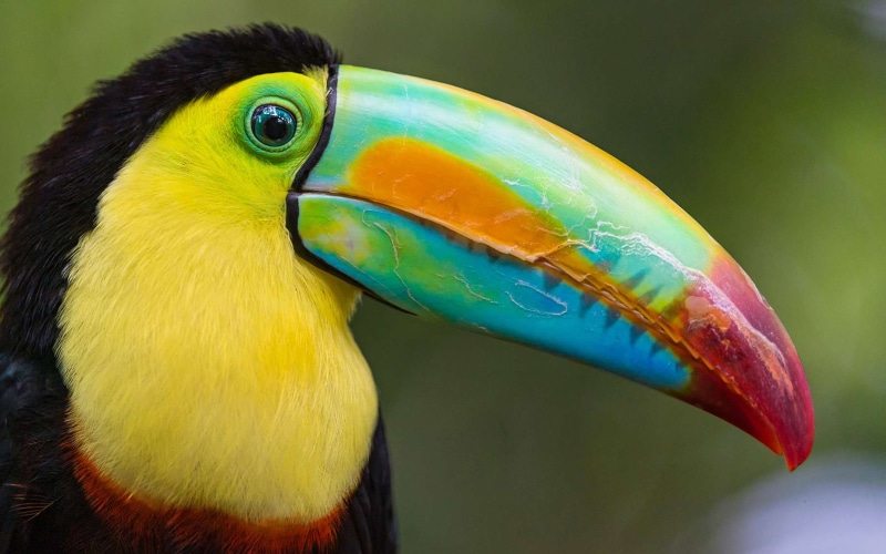 costa, pc, exotic, tablet, 4K, desktop, phones, rica, mobile, toucan, bird, hd
